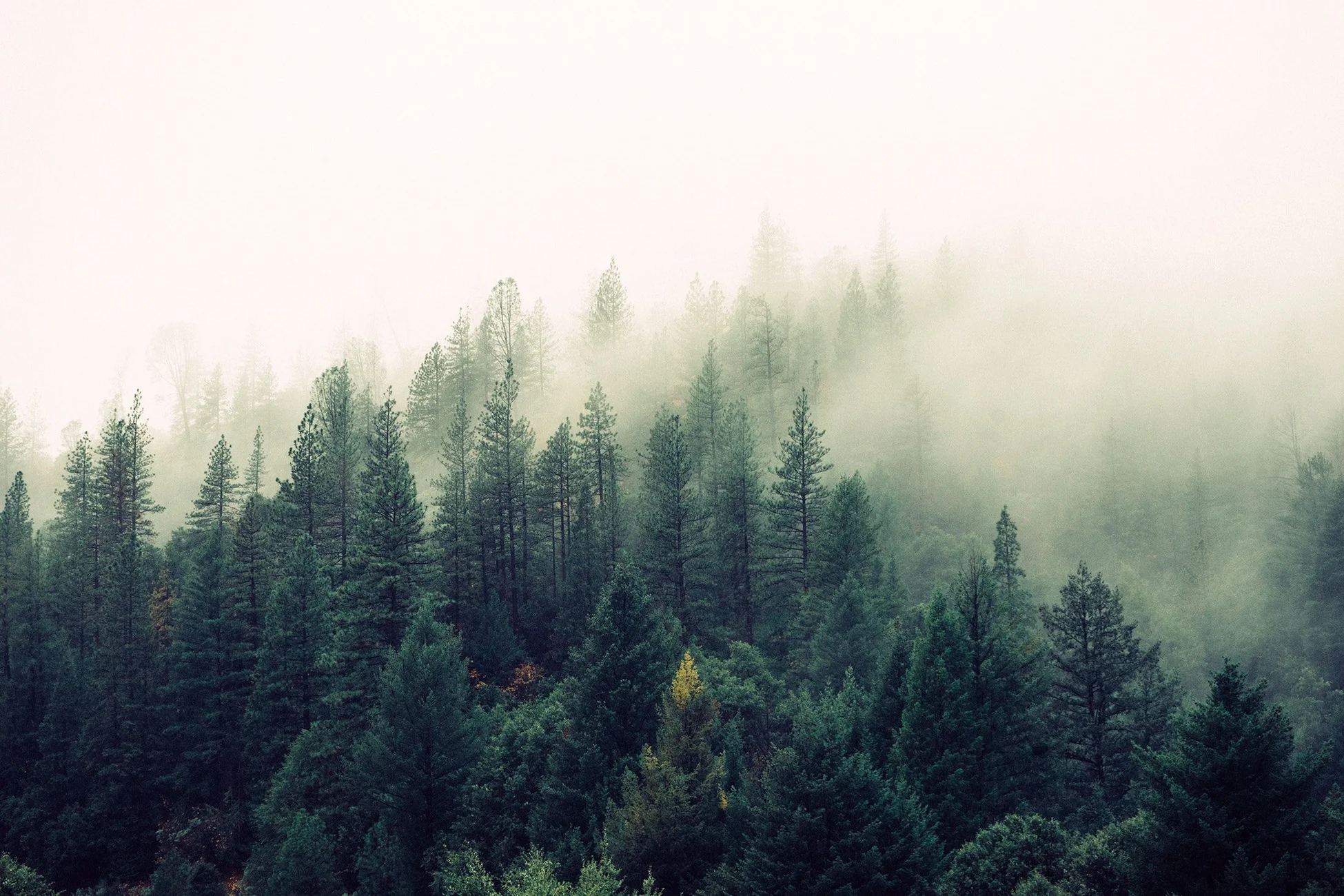 Master Your Manuscript's Vision